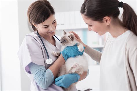 10 Organizations and Charities That Help Pay Vet Bills (2024 .